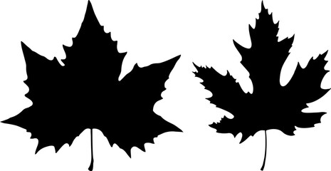 Set of Maple Leaf Silhouette