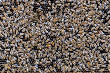 Colony of bees on honeycomb in apiary. Beekeeping in countryside. Wooden frame with honeycombs, closeup