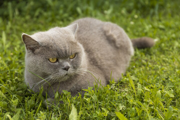Naklejka na ściany i meble British Shorthair domestic male cat with golden yellow eyes and in lilac color sitting in a green grass on sunny summer day
