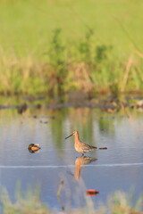 Asiatic Dowitcher (Limnodromus semipalmatus) in Japan