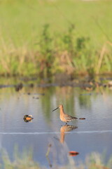 Asiatic Dowitcher (Limnodromus semipalmatus) in Japan