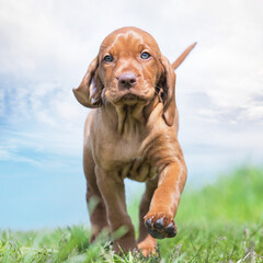 hungarian vizsla