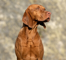 hungarian vizsla