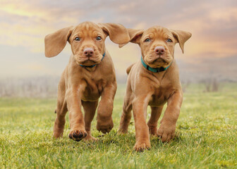 hungarian vizsla