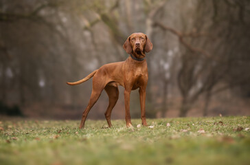 hungarian vizsla