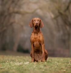 hungarian vizsla