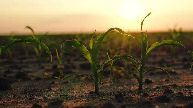Young green corn field sunset, farming cultivation concept, sprout business farm corn, landscape organic business, sunny field corn sprout, farming green leaves, seedling business agriculture, sunset