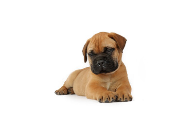 Obraz premium lying puppy bullmastiff isolated on white background