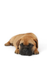 lying puppy bullmastiff isolated on white background