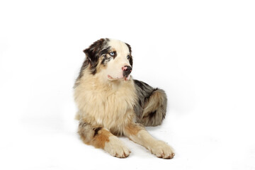 Obraz premium australian shepherd dog lying on white background 