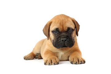 lying puppy bullmastiff isolated on white background