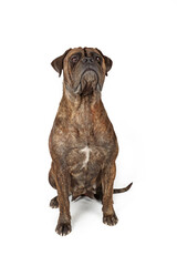 Obraz premium sitting bullmastiff dog isolated on white 