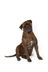 sitting bullmastiff dog isolated on white 