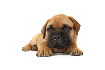 lying puppy bullmastiff isolated on white background