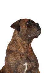 portrait of bullmastiff isolated on white background 
