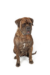 Obraz premium sitting bullmastiff dog isolated on white 