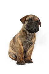 bullmastiff puppy sitting on white background 