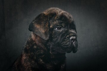 portrait of bullmastiff puppy on studio 