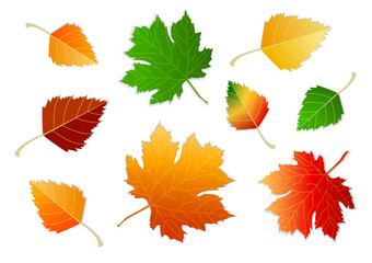 Set of autumn leaves, different colors on white and transparent background with shadow. Concept - autumn, autumn mood. Isolated autumn elements for design. Maple leaves, birch leaves
