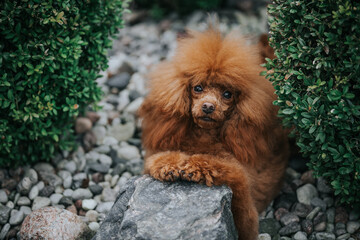 Fototapeta premium Beautiful red poodle in the colorful background. Dog in action. Toy poodle outside 