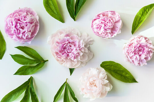 Pink peonies flowers with green leaves