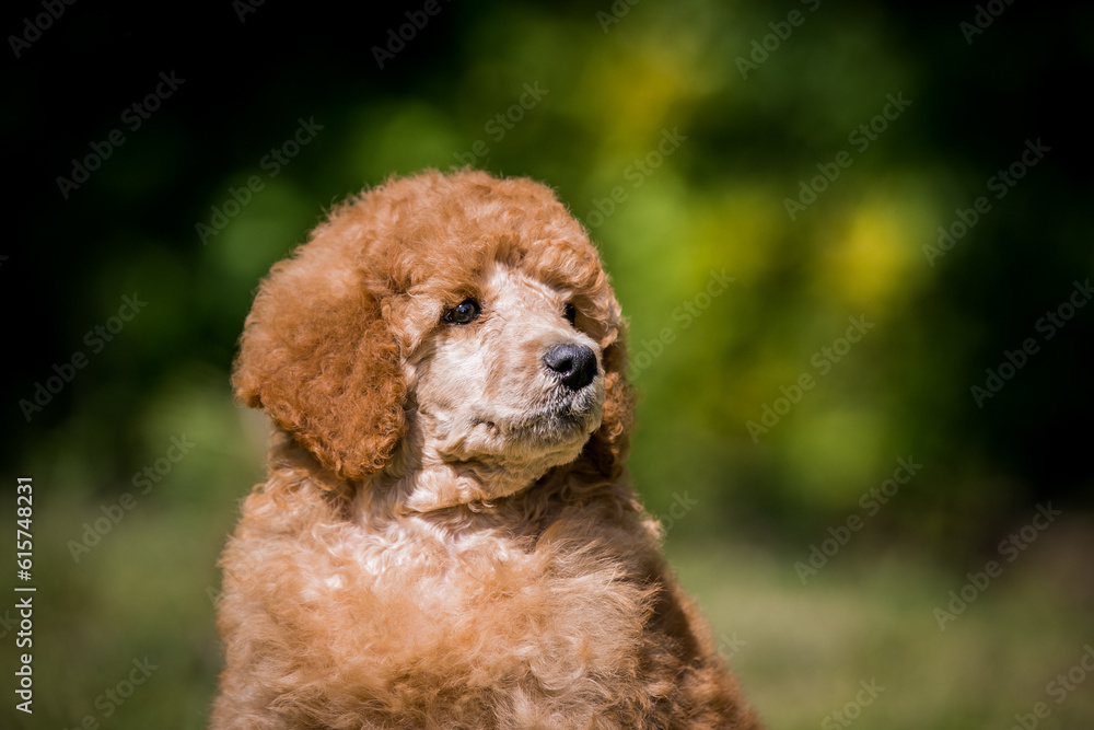 Wall mural beautiful red poodle in the colorful background. dog in action. toy poodle outside