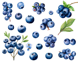 Watercolor painting of a Blueberry fruit set isolated on white background. Cut out PNG illustration on transparent background. AI Generative.