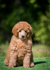 Beautiful red poodle in the colorful background. Dog in action. Toy poodle outside	
