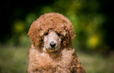 Beautiful red poodle in the colorful background. Dog in action. standart poodle outside	
