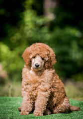 Beautiful red poodle in the colorful background. Dog in action. standart poodle outside	
