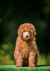 Beautiful red poodle in the colorful background. Dog in action. standart poodle outside	