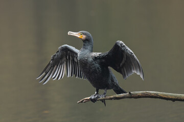 Cormoran 