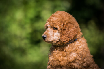 Fototapeta premium Poodle babies in kennel. miniature poodle puppy.. Dwarf poodle 