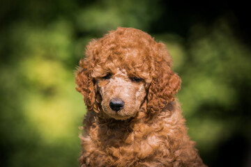 Beautiful red poodle in the colorful background. Dog in action. Toy poodle outside	