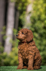 Beautiful red poodle in the colorful background. Dog in action. Toy poodle outside	