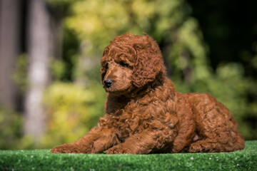 Beautiful red poodle in the colorful background. Dog in action. Toy poodle outside	