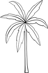 doodle coconut tree freehand drawing.