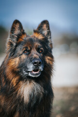 German shepherd longhaired dog posing outside. Show dog in beautiful park