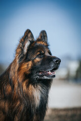 German shepherd longhaired dog posing outside. Show dog in beautiful park	