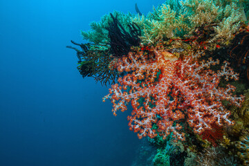 Coral reef South Pacific, Bali