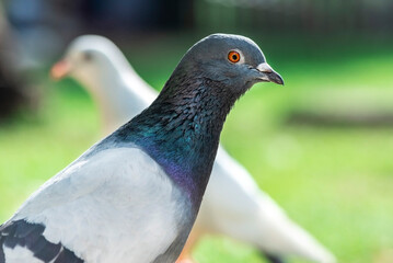 Beautiful pigeons in a park, close up, macro photography