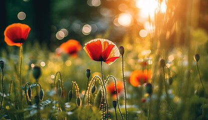 Bright poppy flowers against colorful sky. Field of wild poppies on a sunny spring day. Floral banner. Red poppy as a symbol of the memory of the victims of the war. morning sunlight. 