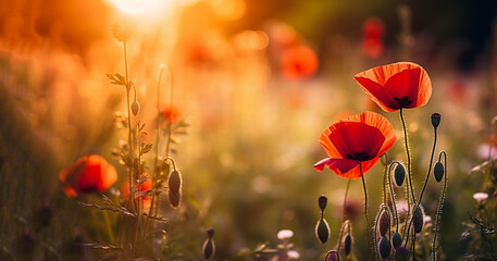 Bright poppy flowers against colorful sky. Field of wild poppies on a sunny spring day. Floral banner. Red poppy as a symbol of the memory of the victims of the war. morning sunlight. 