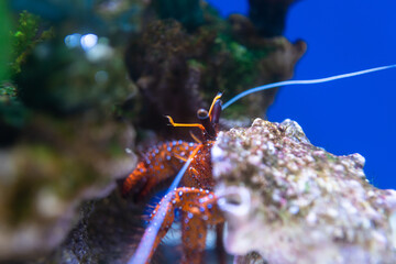 fish in the aquarium