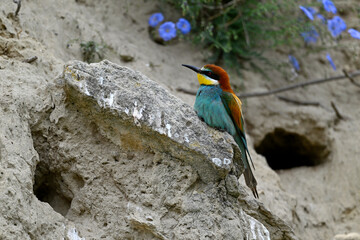 European bee-eater // Bienenfresser (Merops apiaster) - Greece