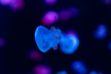jellyfish in aquarium