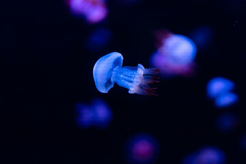 Obraz premium jellyfish in aquarium