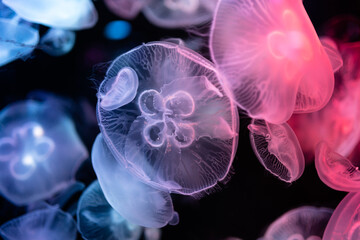 jellyfish in aquarium