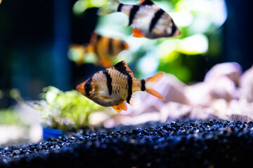 fish in the aquarium