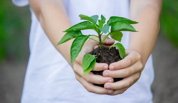 the child holds a sprout in his hands. Selective focus.